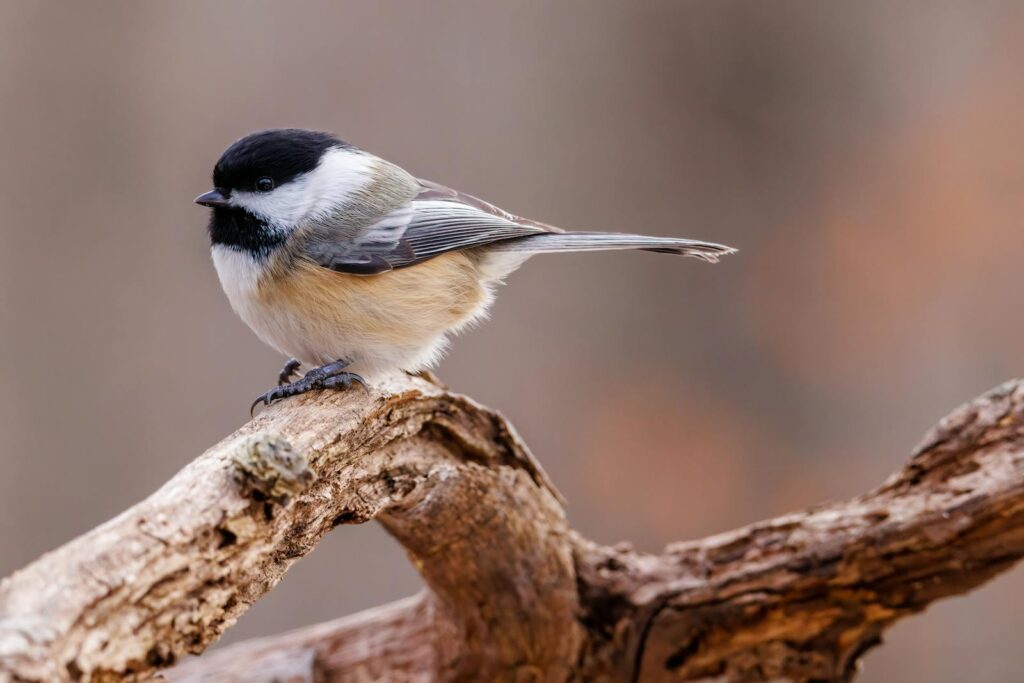 Close-up of a black-capped chickadee perched on a branch in natural settings.