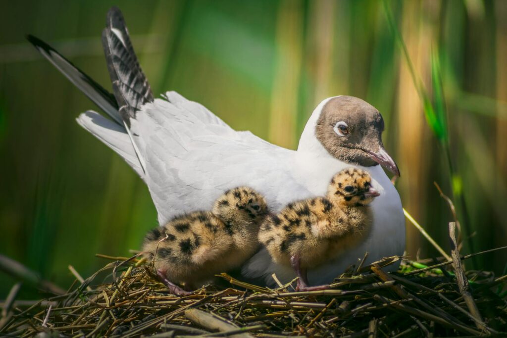 Adult Black-Headed Gull and chicks nestled in a grass nest, close-up shot.