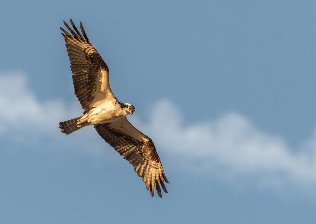 An osprey soaring freely against a clear blue sky.