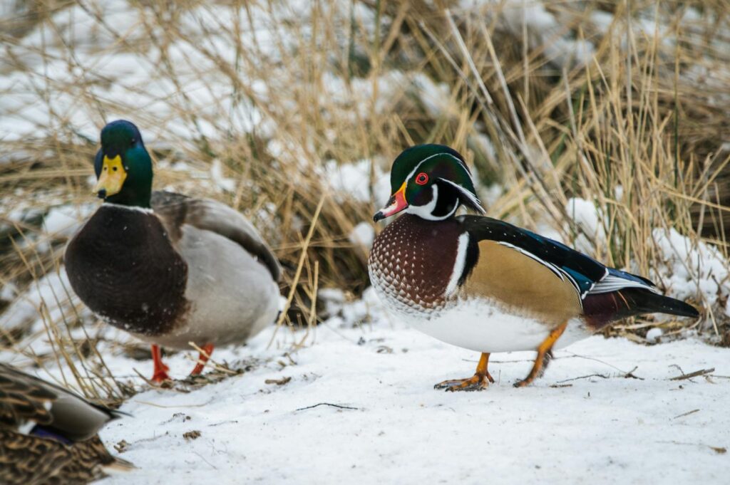 A wood duck and a mallard stand in a snowy environment.