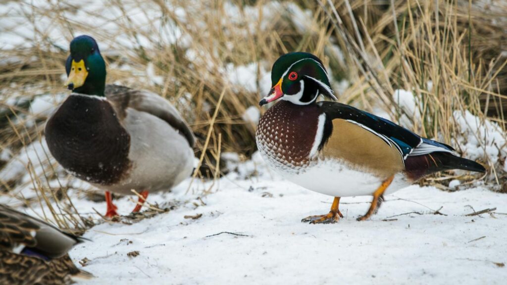 A wood duck and a mallard stand in a snowy environment.