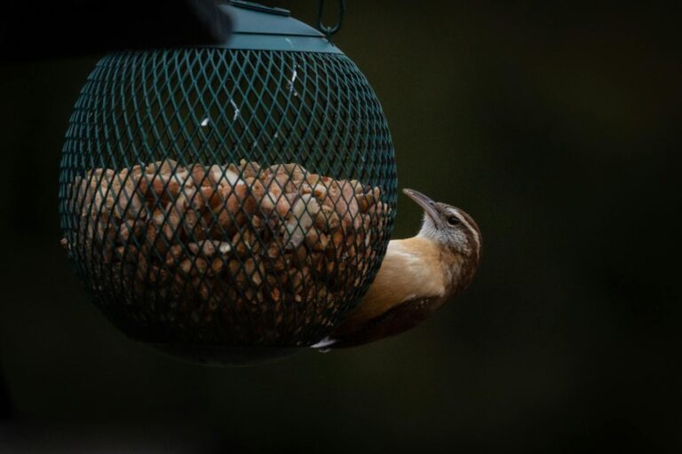 Close-up of a wren bird feeding on a bird feeder in natural Indiana setting.