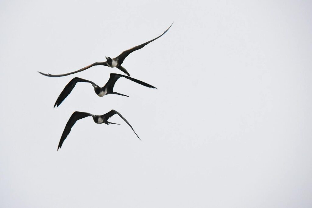 Three frigatebirds soar gracefully in clear sky.