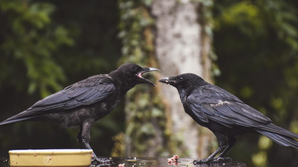 Two crows communicating with each other in a natural setting.
