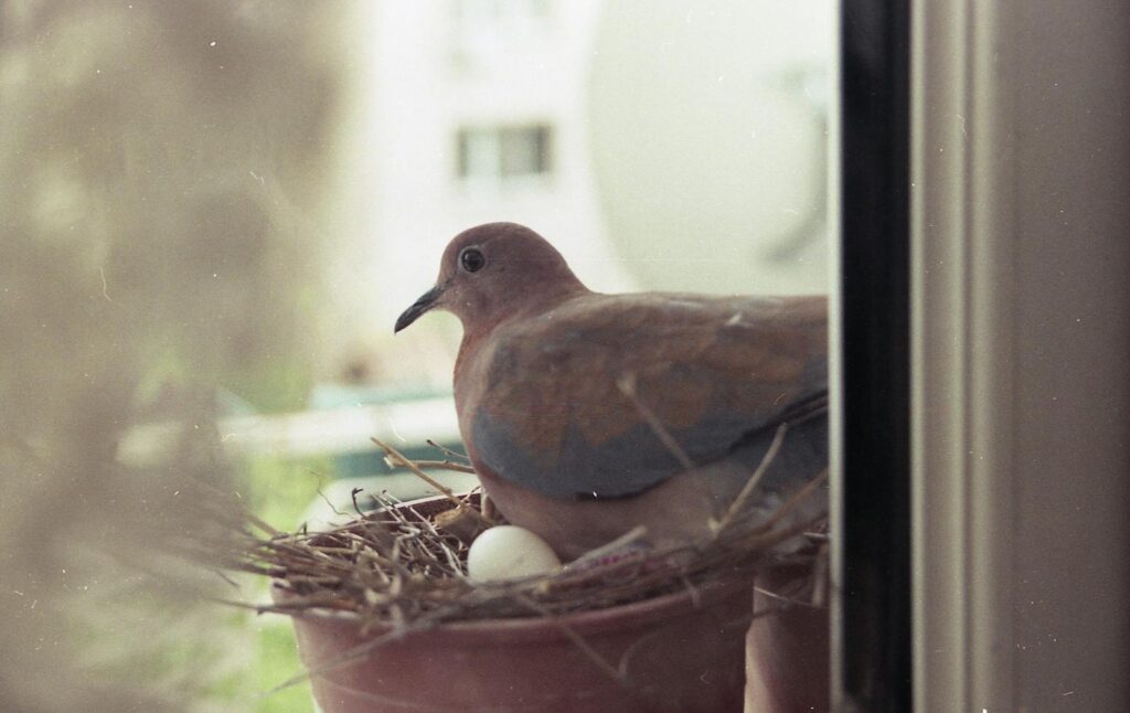 A dove sits on a nest with an egg by a window, showcasing urban wildlife.