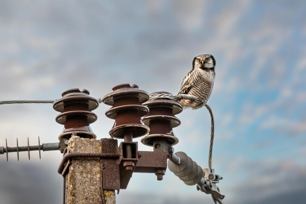 A northern hawk owl perched on an electrical post against a cloudy sky.