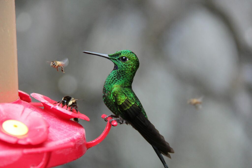 Green-crowned brilliant hummingbird at a feeder with bees.