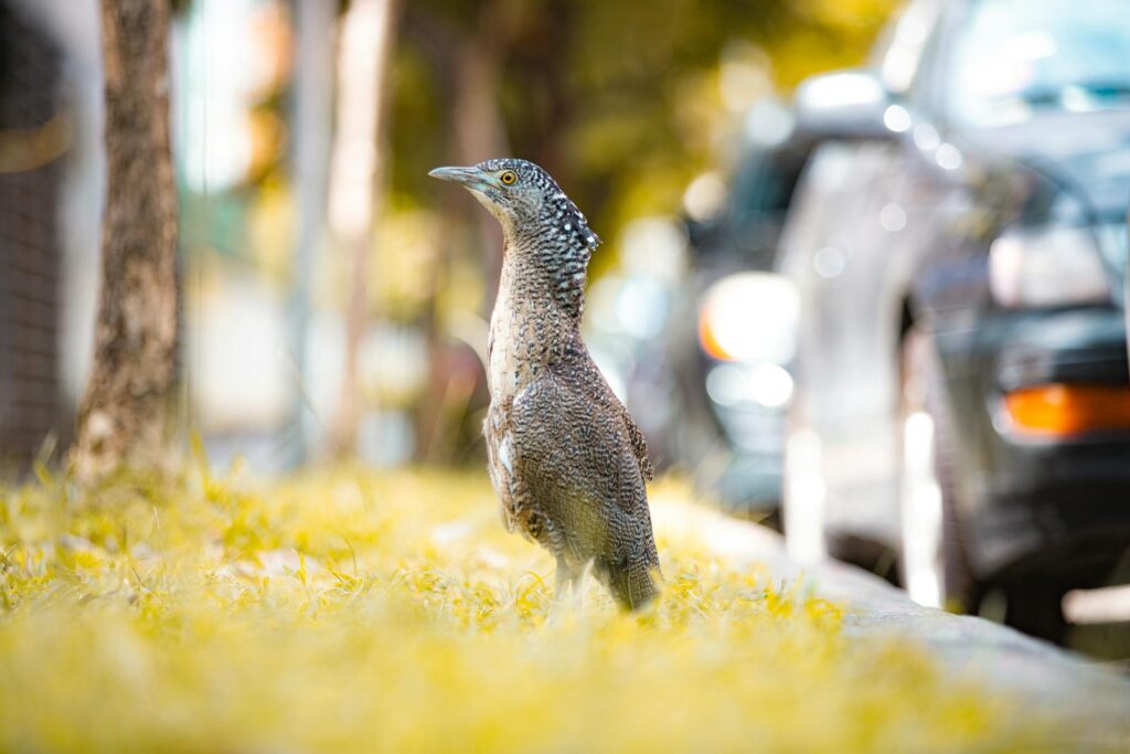 A Malayan night heron stands alert on grassy ground.