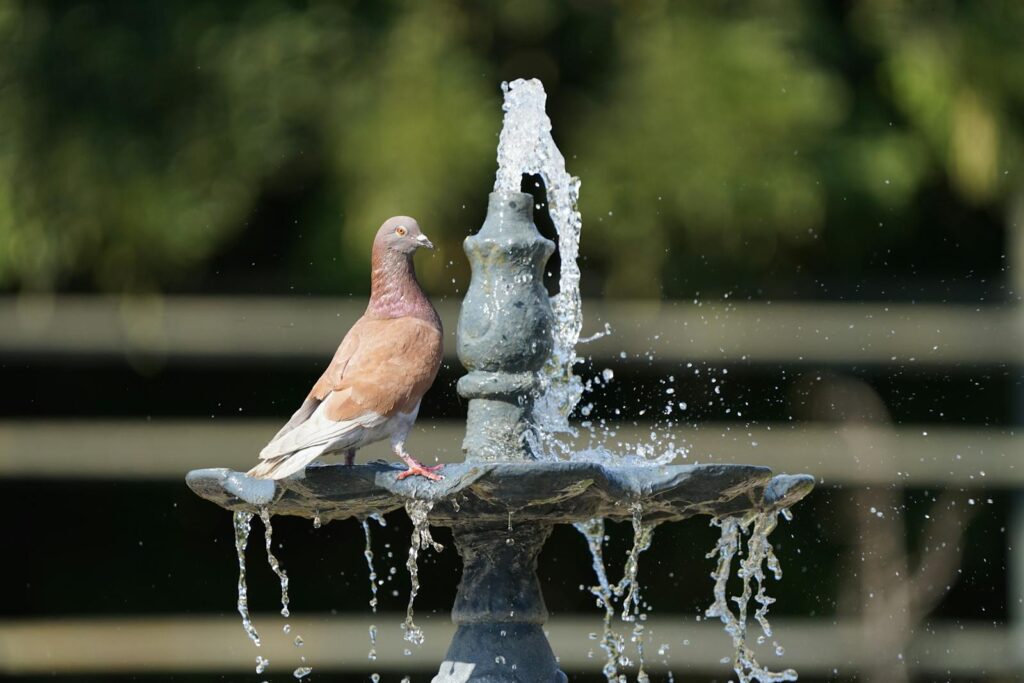 A serene pigeon rests on a splashing fountain, capturing a moment of tranquility outdoors.