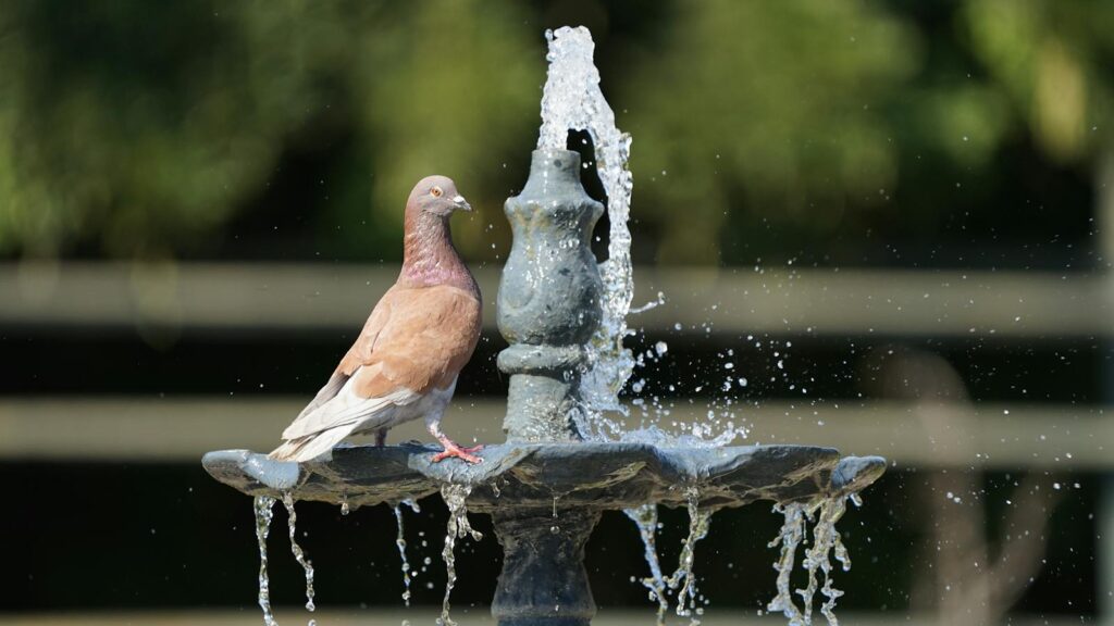 A serene pigeon rests on a splashing fountain, capturing a moment of tranquility outdoors.