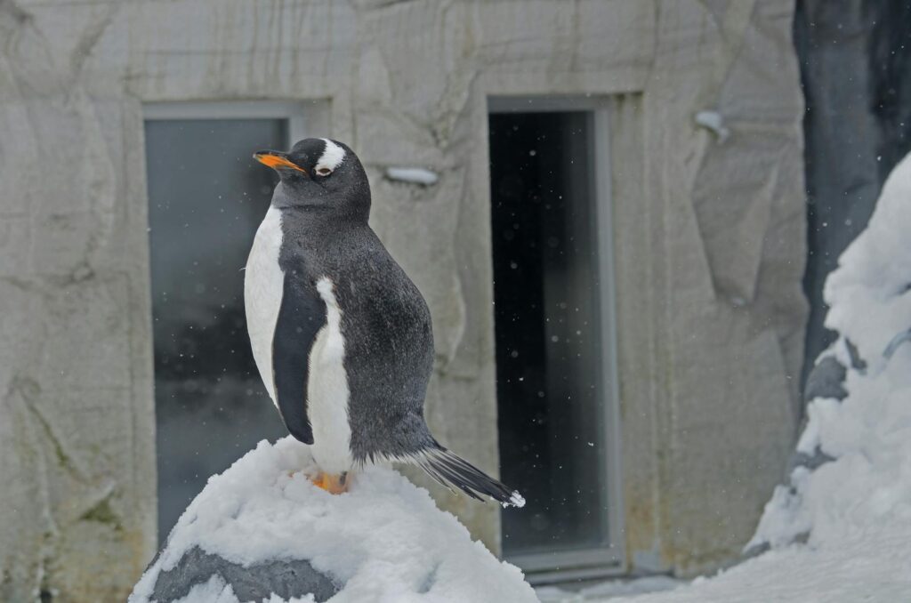 A gentoo penguin stands on a snow-covered surface.