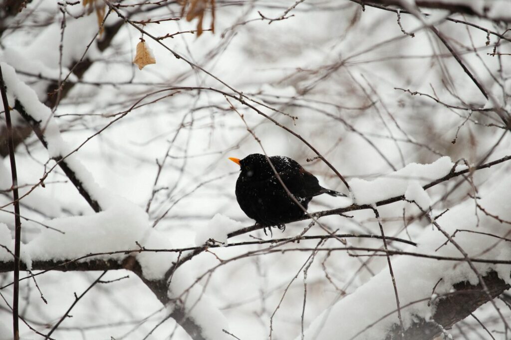 A common blackbird perches on a snow-covered branch in a serene winter setting.