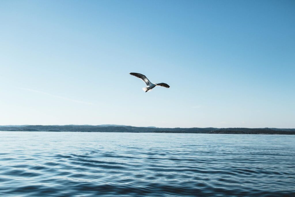 A serene view of a seagull flying over calm lake waters with a clear blue sky.