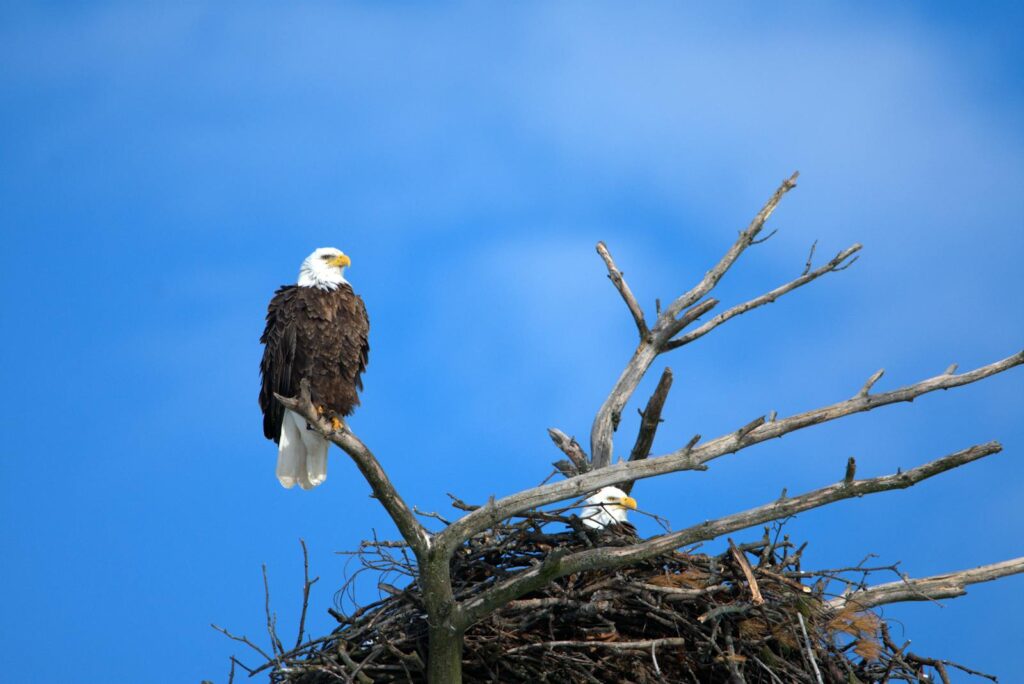 Bald eagles perched and nesting on tree branches under a clear blue sky.