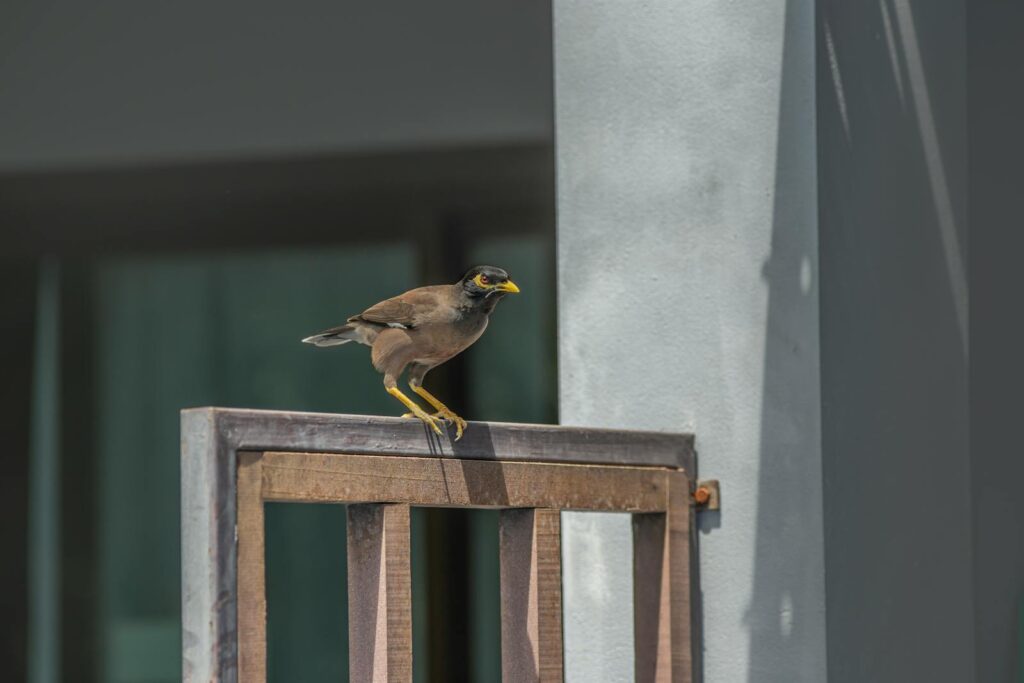 A close-up of a common myna bird perched on a metal fence against a building backdrop.