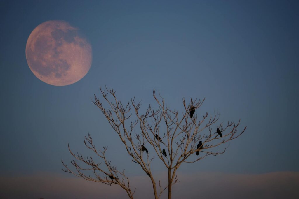 A striking view of birds perched on a leafless tree with a full moon in the background.