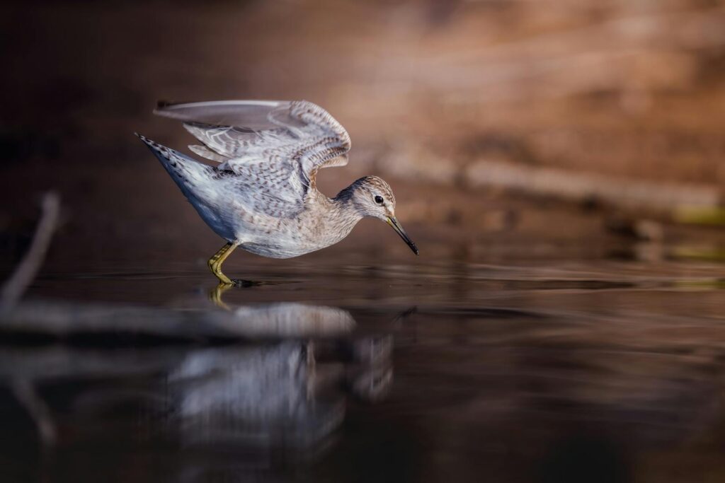 Captivating close-up of a Wood Sandpiper reflecting in the calm water, showcasing its detailed plumage.