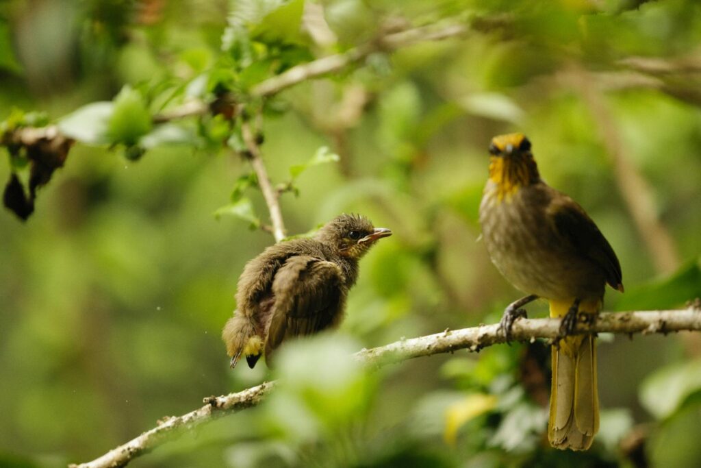 Two birds perched on a branch surrounded by lush green foliage in a natural setting.