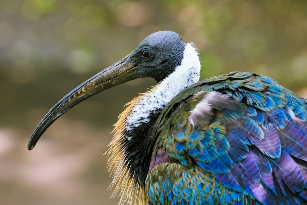 A Straw-Necked Ibis showing vibrant plumage in a natural setting.