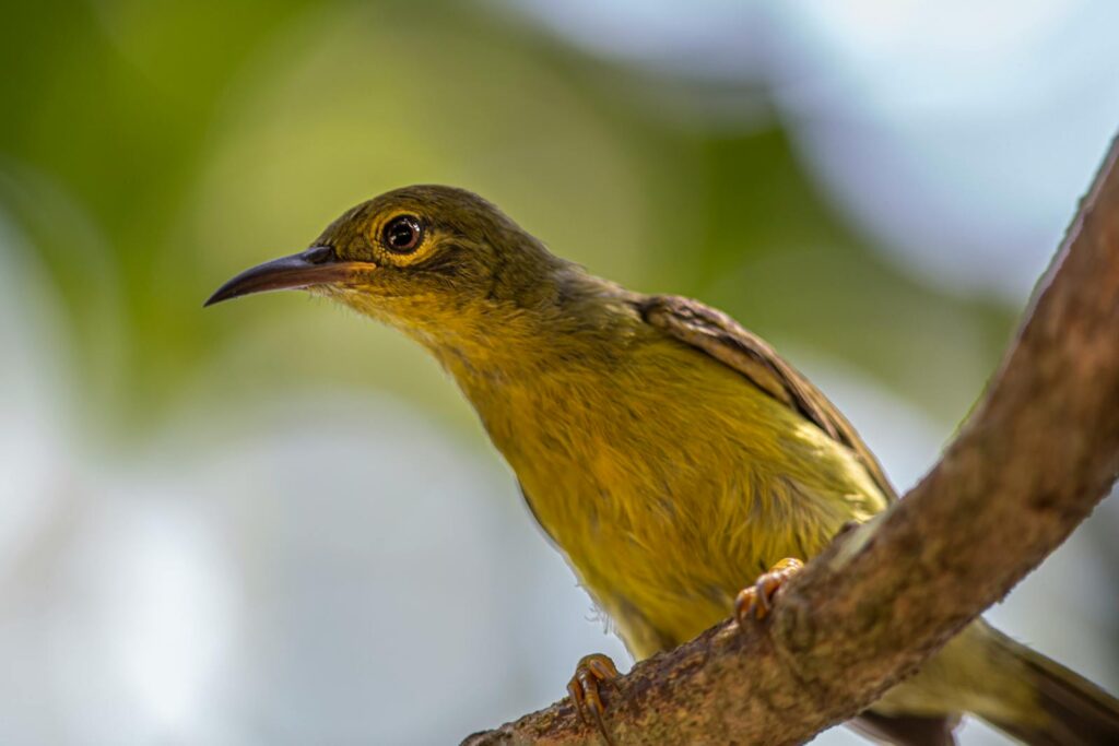 A spectacled spiderhunter perched on a tree branch with a blurred background.