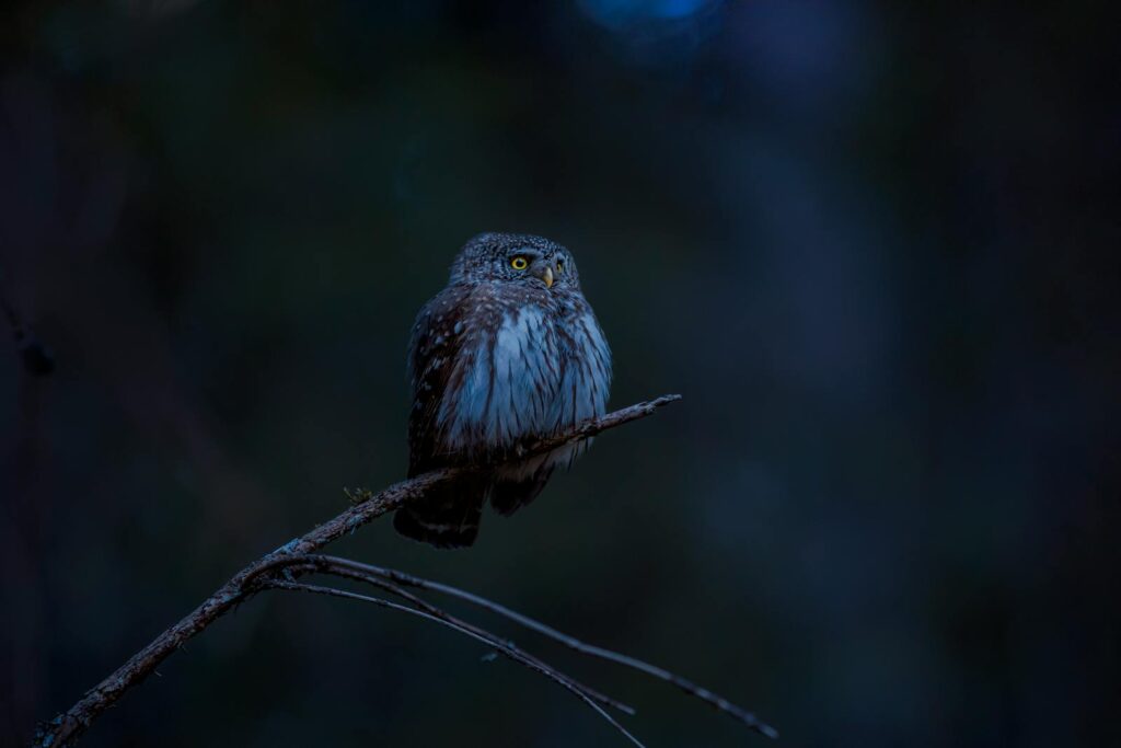 A Eurasian Pygmy Owl sits perched on a branch against a dark, moody background.