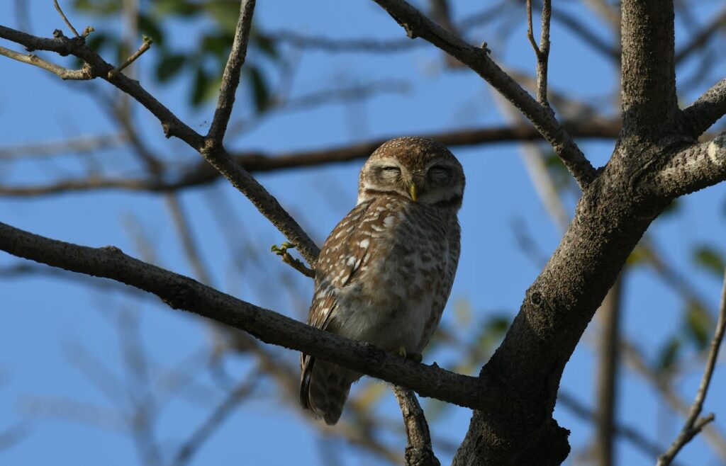 A small owl with speckled plumage rests peacefully.