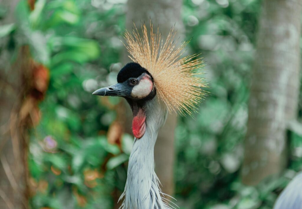 A Grey Crowned Crane displaying its vibrant plumage and unique crest.