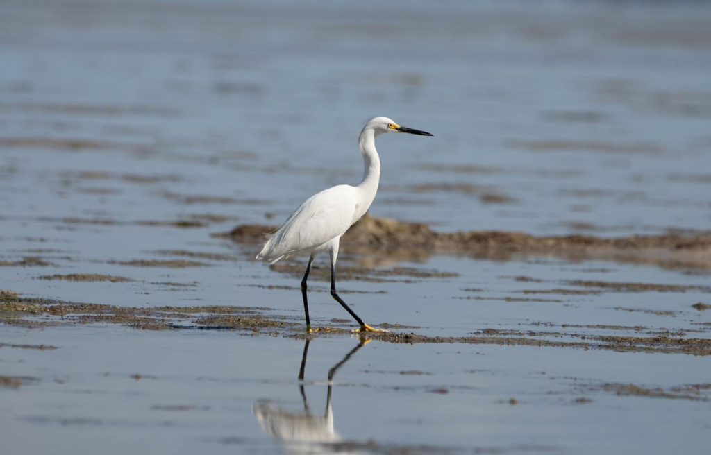 A snowy egret gracefully walking through the shallow waters.