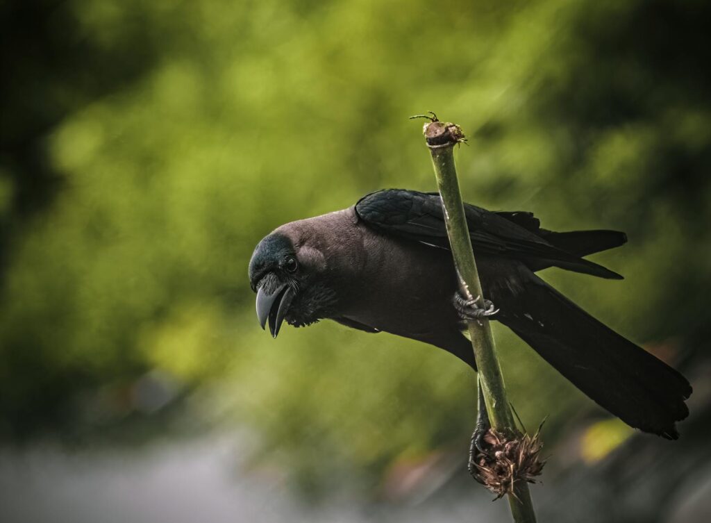 A detailed shot of a crow perched on a branch, showcasing natural beauty and wildlife.