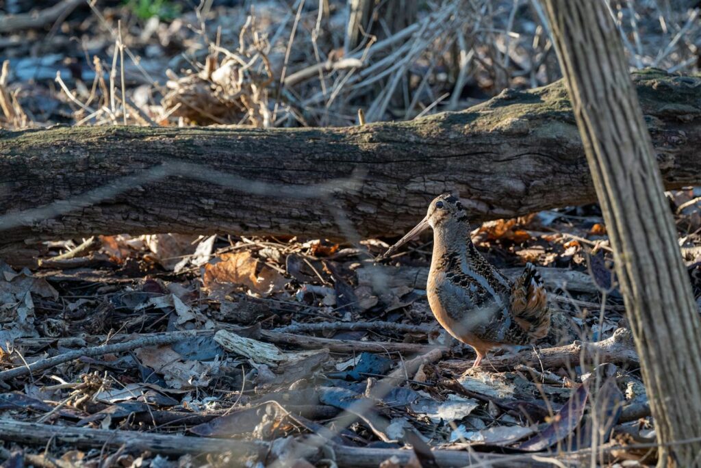 A woodcock forages on the forest floor surrounded by twigs and leaves.