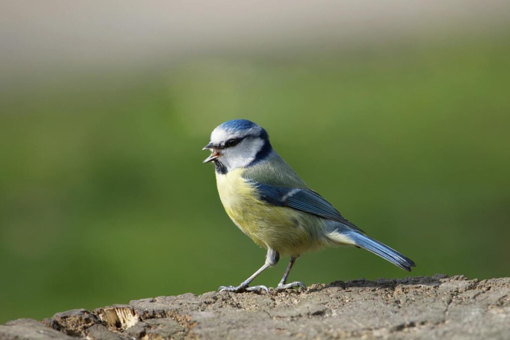A Eurasian blue tit with blue, yellow, and white plumage sings on a textured surface.