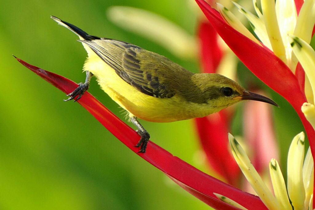 Close-up of an olive-backed sunbird perched on colorful tropical flowers outdoors.
