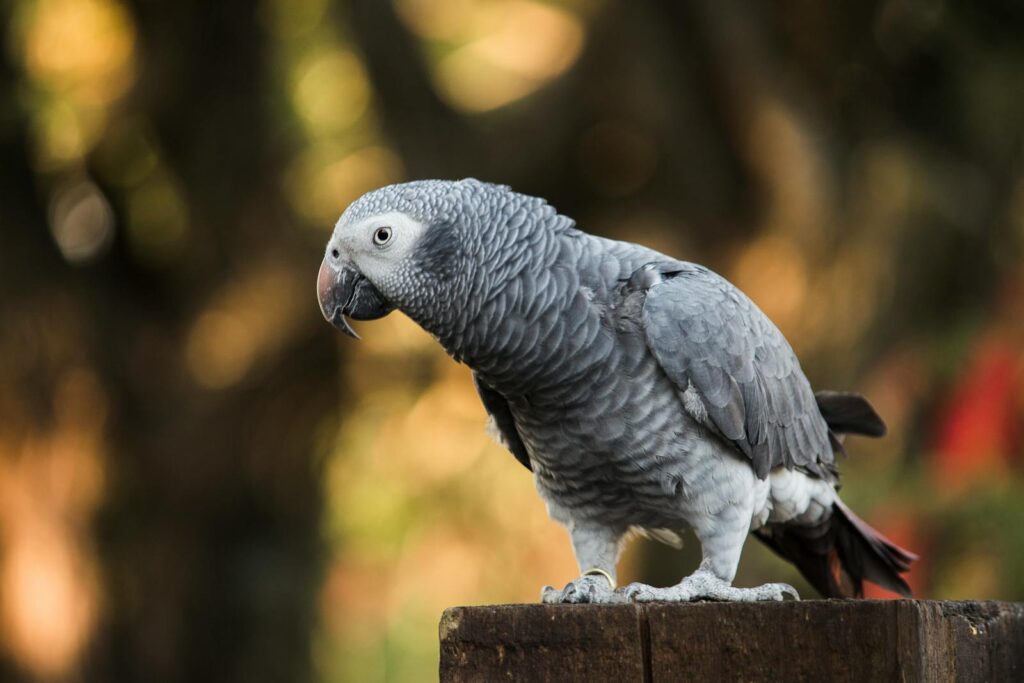 An African grey parrot perched outdoors, showcasing its distinct plumage.