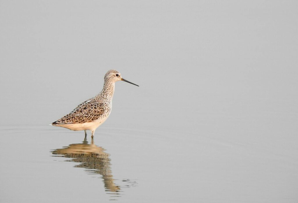 Graceful sandpiper wading in calm water, with a clear reflection on a misty day.