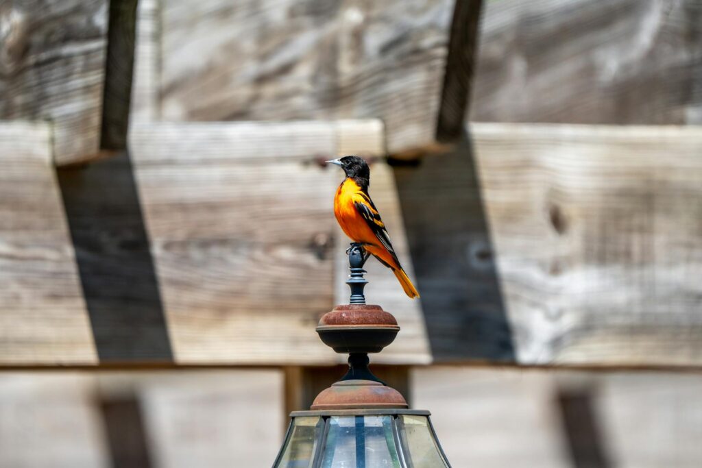 A Baltimore Oriole rests atop a lamp post outdoors in Indiana.