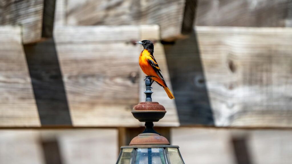 A Baltimore Oriole rests atop a lamp post outdoors in Indiana.