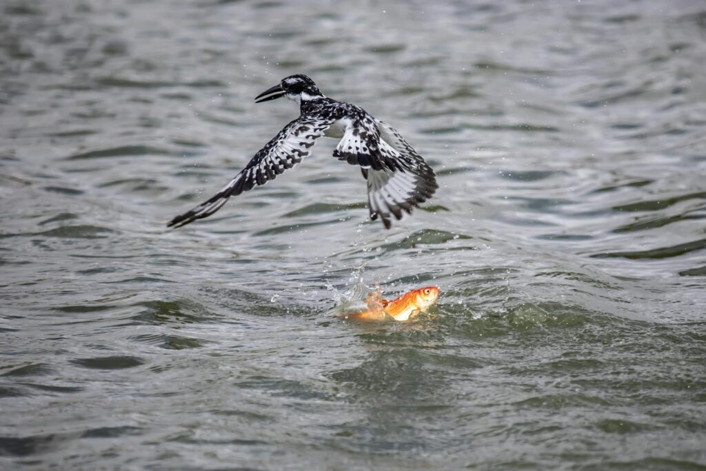 A Pied Kingfisher with black and white plumage hovers above a splashing fish.