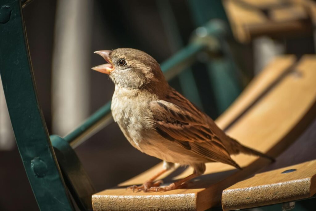 A House Sparrow chirps while perched on a wooden slat.