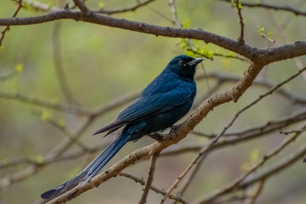 A black drongo with glossy dark blue plumage perches on a tree branch.