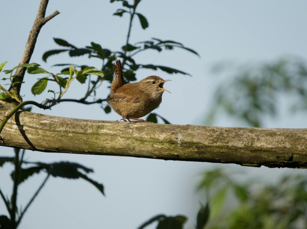 A Eurasian Wren sings loudly from a branch.