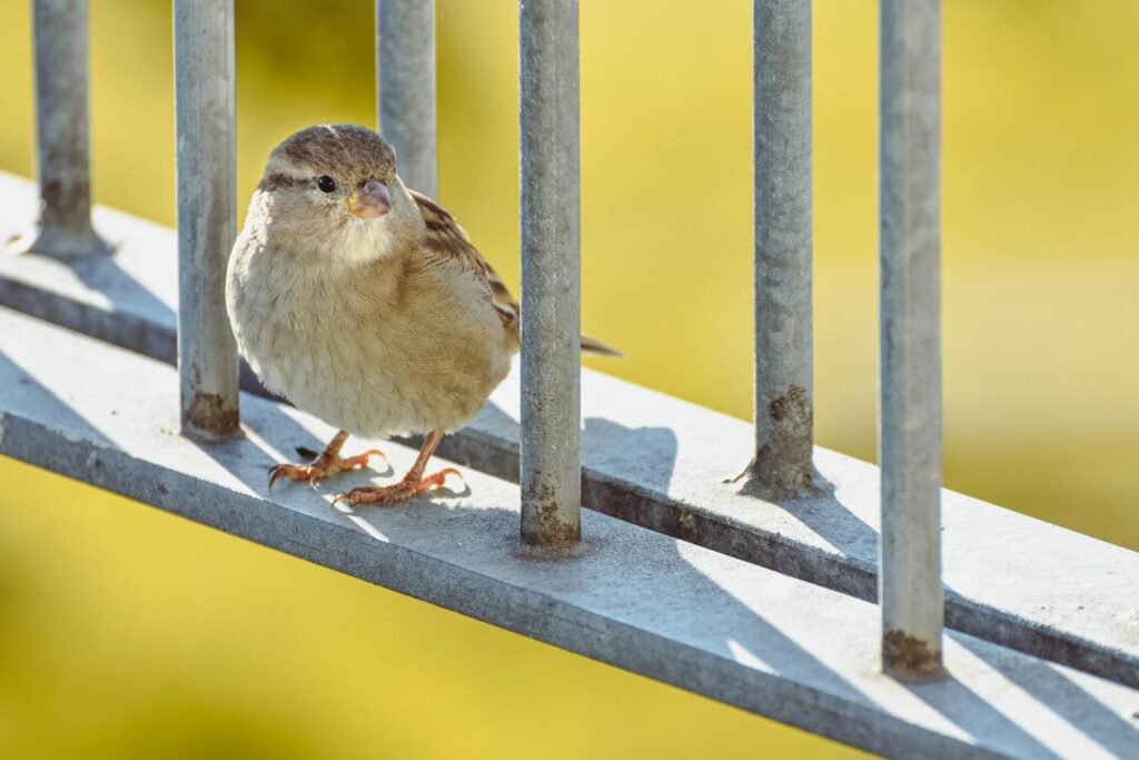 A detailed view of a sparrow resting on a metal rail against a blurred background.