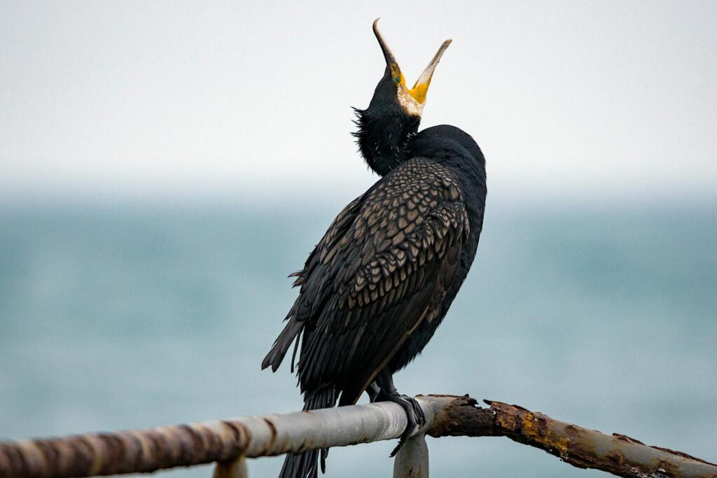 A great cormorant perched on a railing by the sea, showcasing its vibrant feathers and open beak.