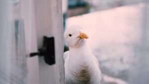 A seagull inquisitively peeks through an open window with a blurred outdoor backdrop.
