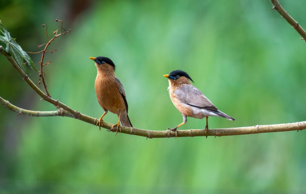 Two Brahminy starlings, one with rich brown plumage and the other showing signs of molting to gray, perch on a branch.
