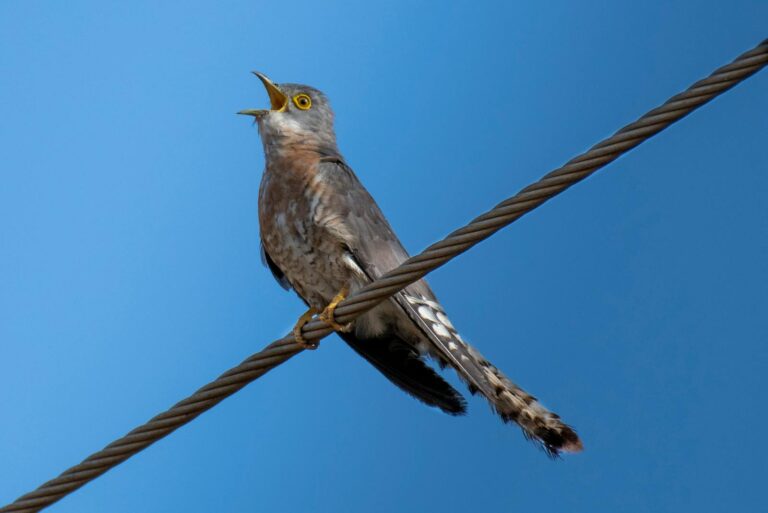 Close-up of a cuckoo bird perched on a wire against a clear blue sky, showcasing its detailed plumage.