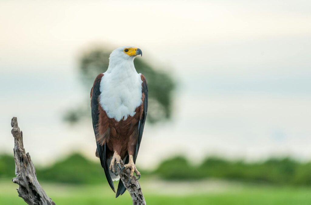 African Fish Eagle on a branch in natural habitat, showcasing wildlife elegance.