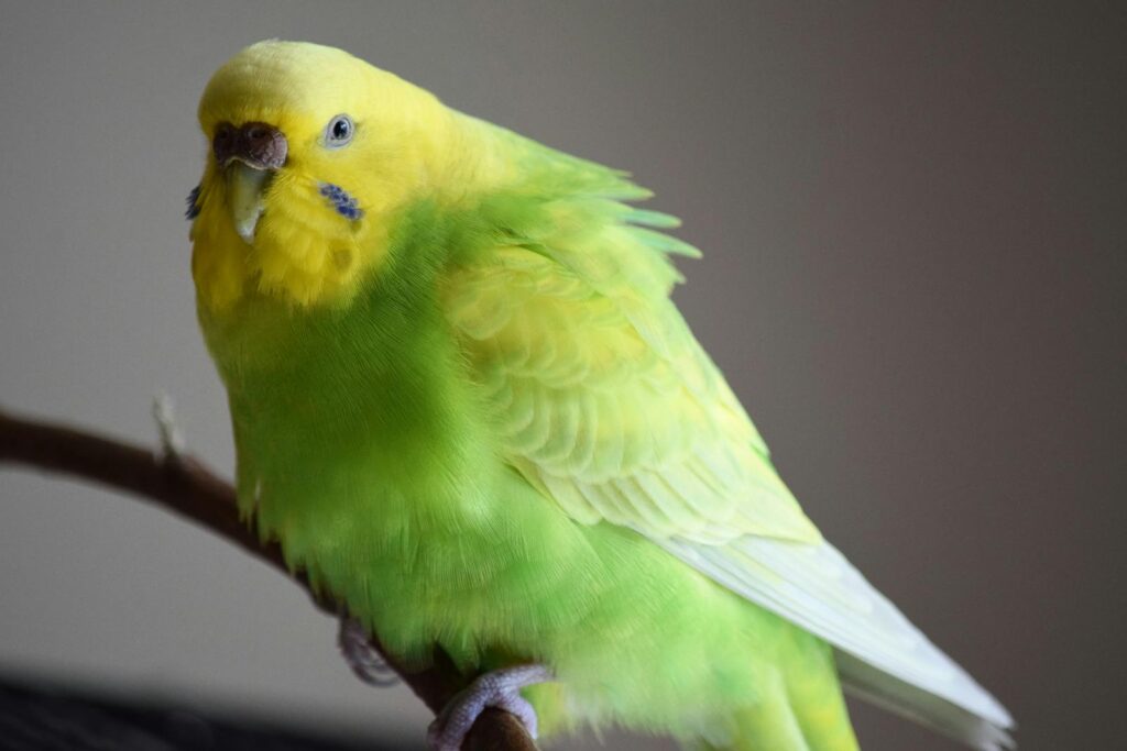 Close-up of a vibrant green and yellow budgerigar perched on a branch.
