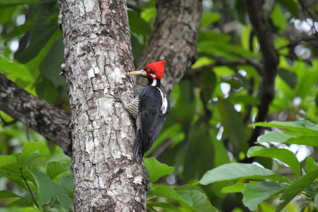 A vibrant pale-billed woodpecker perched on a tree in Brazil's lush forest.