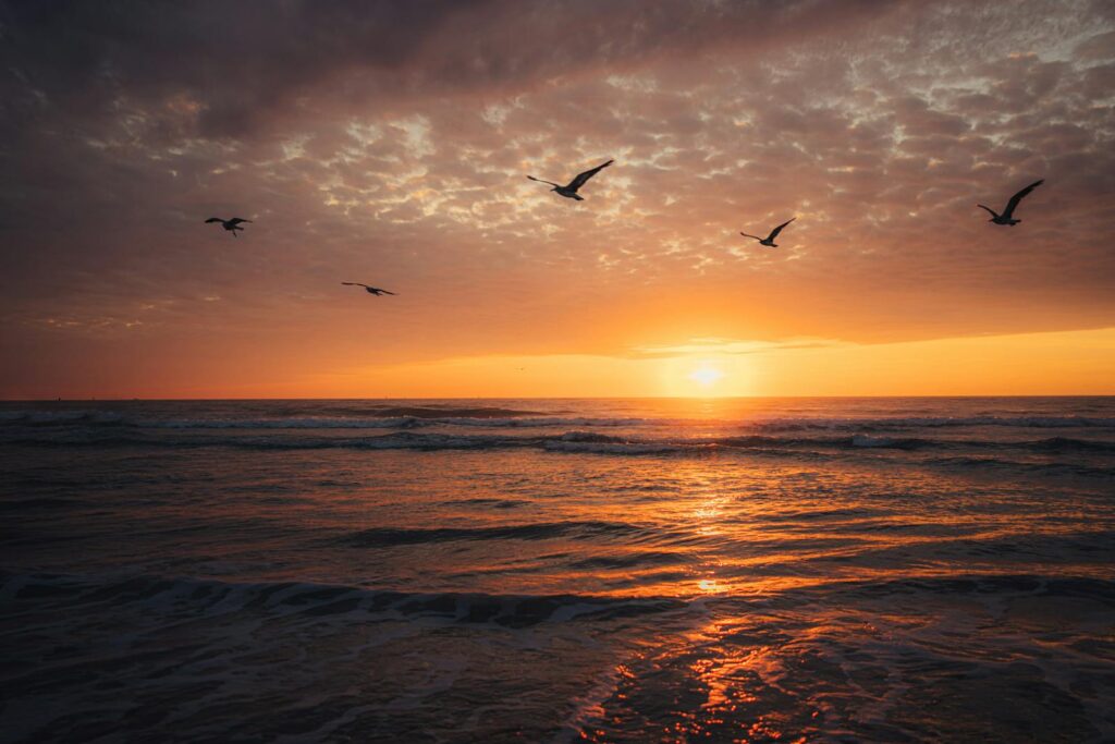 Peaceful sunset by the sea with seagulls soaring in the sky.