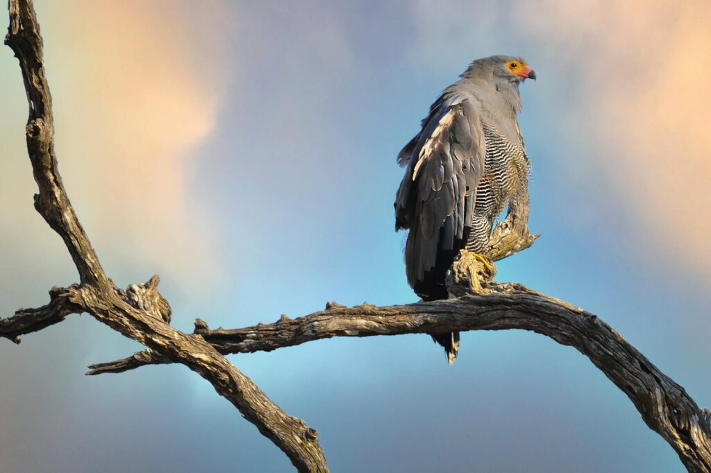 Majestic Martial Eagle perching on a bare tree against a vibrant sky.